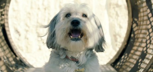 Pudsey Ein tierisch cooler Held - Trailer (Deutsch) HD