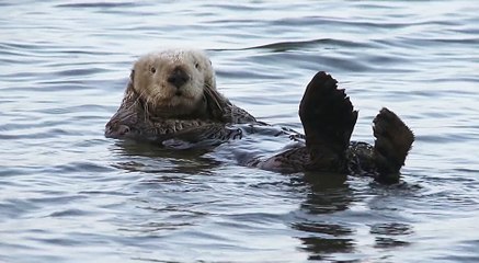 Passion for Planet - Trailer (Deutsch) HD