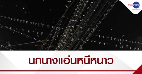 เรื่องนี้มีคำถาม : นกนางแอ่นหนีหนาวสร้างความเดือดร้อนให้ชาวบ้าน