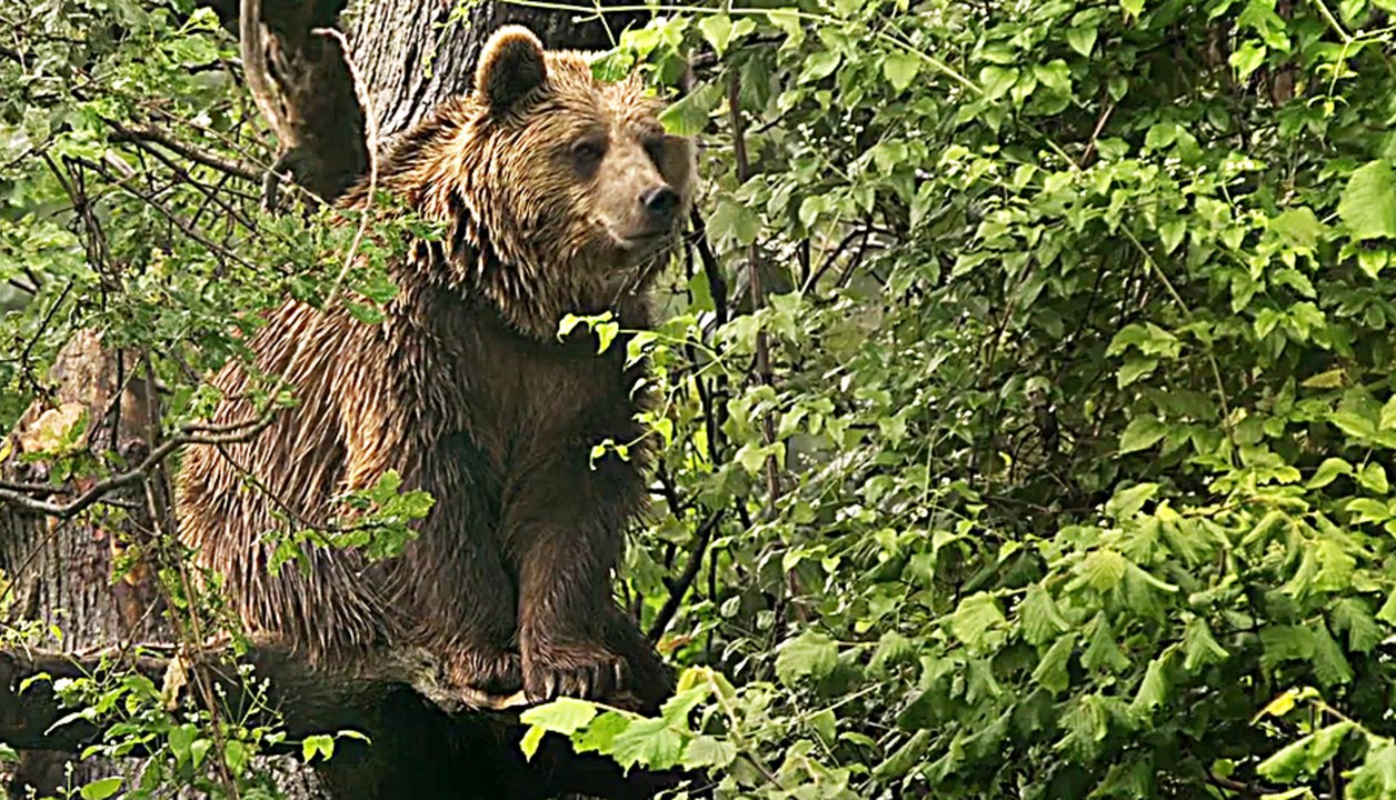 Unsere Wildnis - Trailer (Deutsch) HD