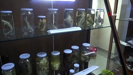 Türkiye'nin canlı ve minarel türleri bu müzede sergileniyor