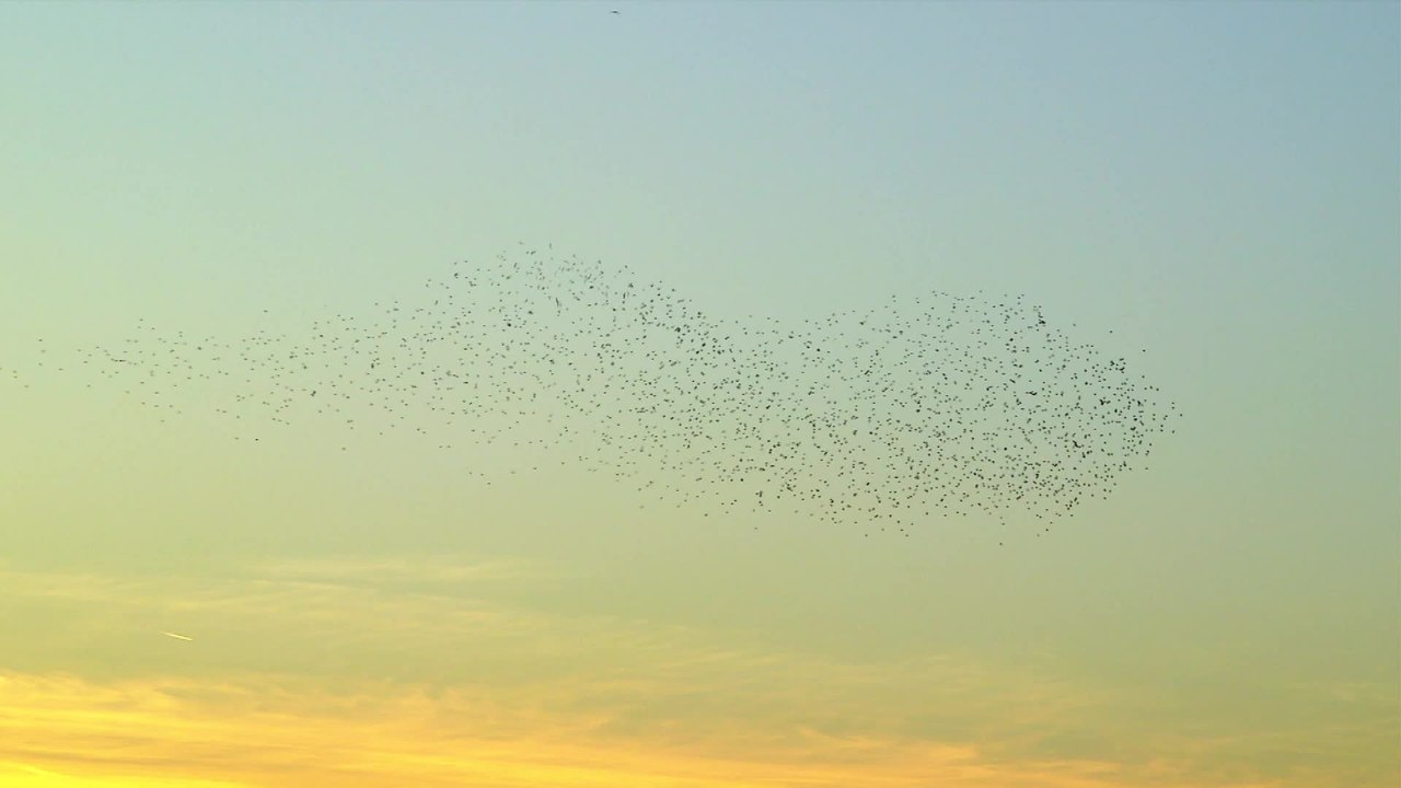 Rockabilly Requiem - Clip Die Mutprobe (Deutsch) HD