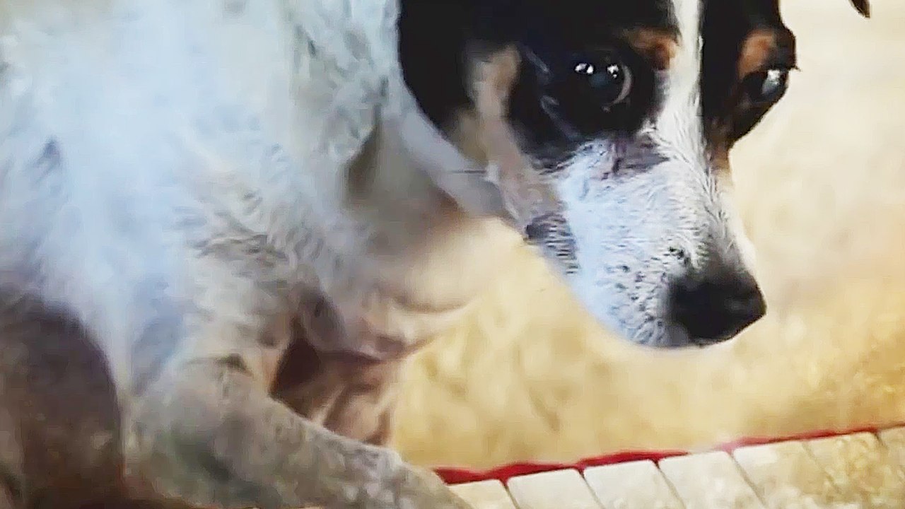 Heart of a Dog - Trailer (Deutsche UT) HD