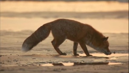 Wildes Venedig - Trailer (Deutsch) HD