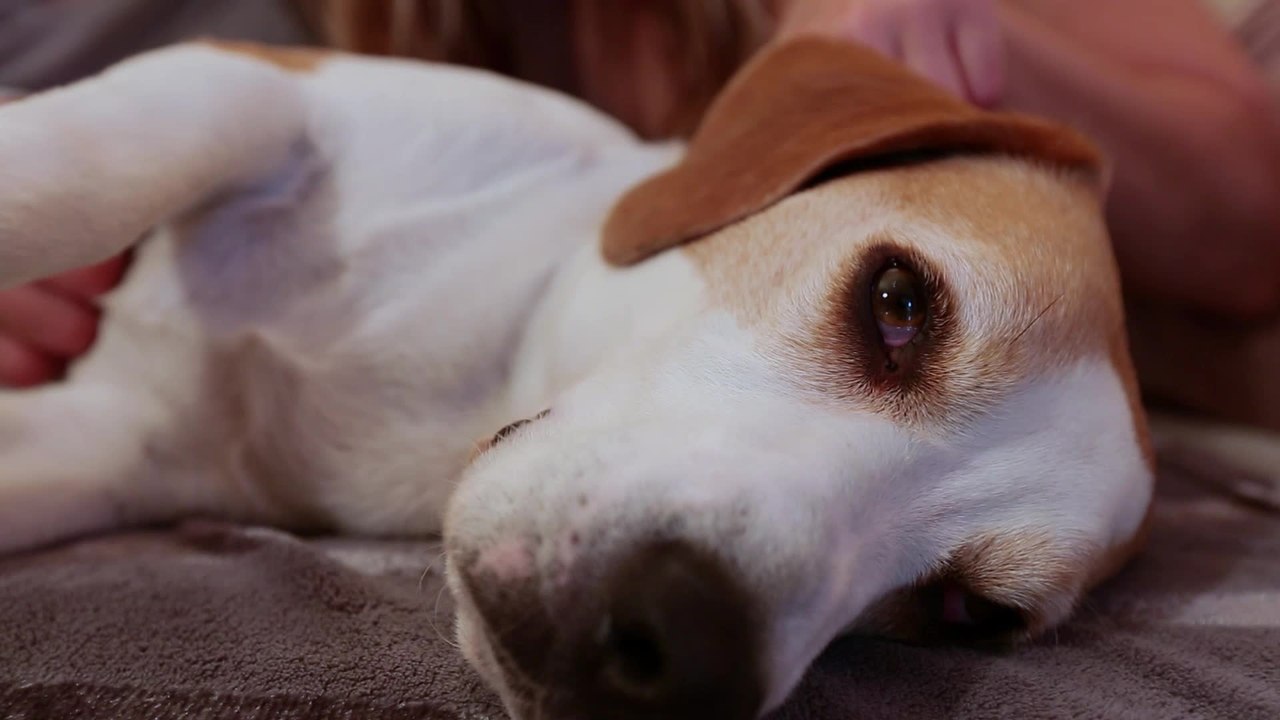 Hope For All - Clip 10 (Deutsch) HD