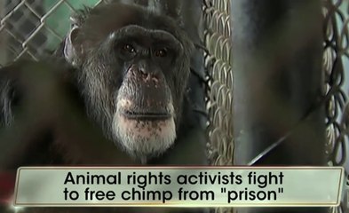 Unlocking the Cage - Trailer 2 (English) HD