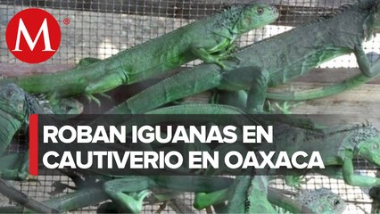 Reportan robo de iguanas en el Foro Ecológico Juchiteco