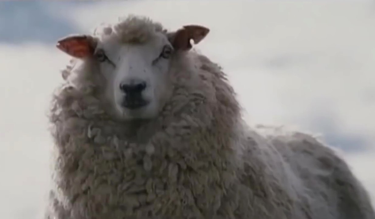 Black Sheep - Trailer (Deutsch)
