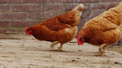 Hope For All - Clip 11 (Deutsch) HD