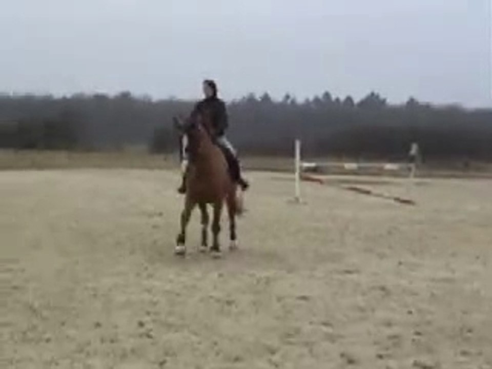 jument dressage Voltaire