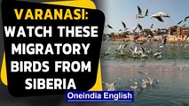 Varanasi: Migratory birds from Siberia attract tourists along Ganga: Watch the Video|Oneindia News