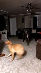 Doggy Spins His Excitement Away