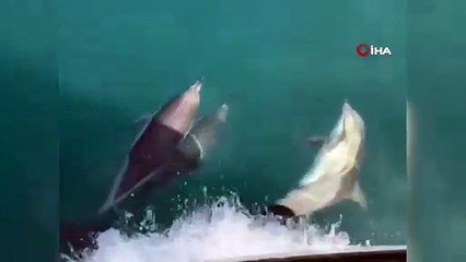 Yunusların tekneyle yarışı kamerada