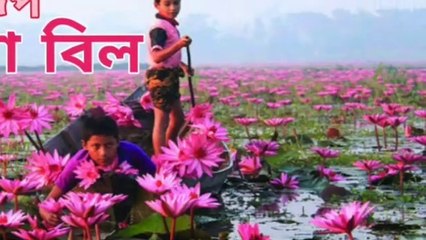 Water Lily Lake Tour by low cost near Dhaka।।শাপলা বিল ট্যুর
