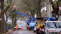 Western Road trees Sheffield - November 11th 2020