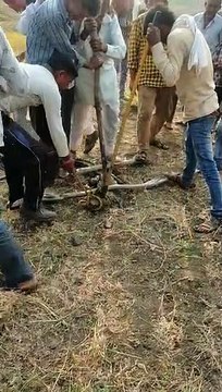 कुएं में मिला मगरमच्छ, वन विभाग ने पकड़ कर छोड़ा नदी में