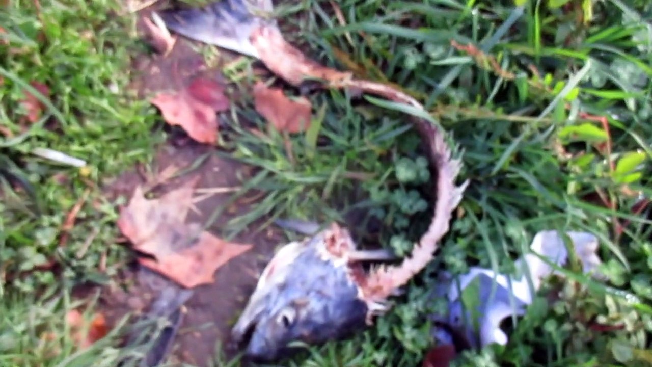 Chats errants du 42 pour remercier les membres Vinted