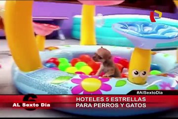 El lujo que esperaban: Los hoteles de 5 estrellas exclusivos para mascotas