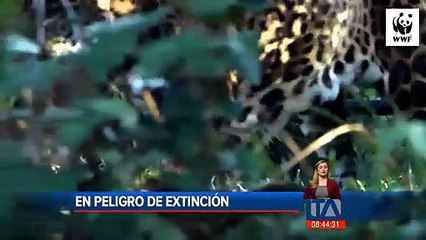 El jaguar está en peligro de extinción en Ecuador