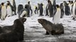 Robben und Pinguine in Gefahr: Eiskoloss nimmt Kurs auf Südgeorgien