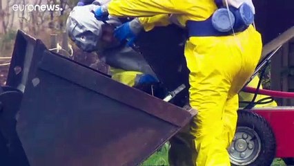 Werden alle 14 Mio. Nerze in Dänemark getötet? Kritik an der Regierung wächst