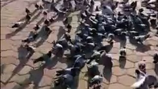 Pigeons on the Road to Arafat, Makkah
