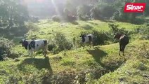 Anak Kelate usahakan ladang lembu persis Kundasang