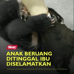 Anak beruang ditinggal ibu diselamatkan