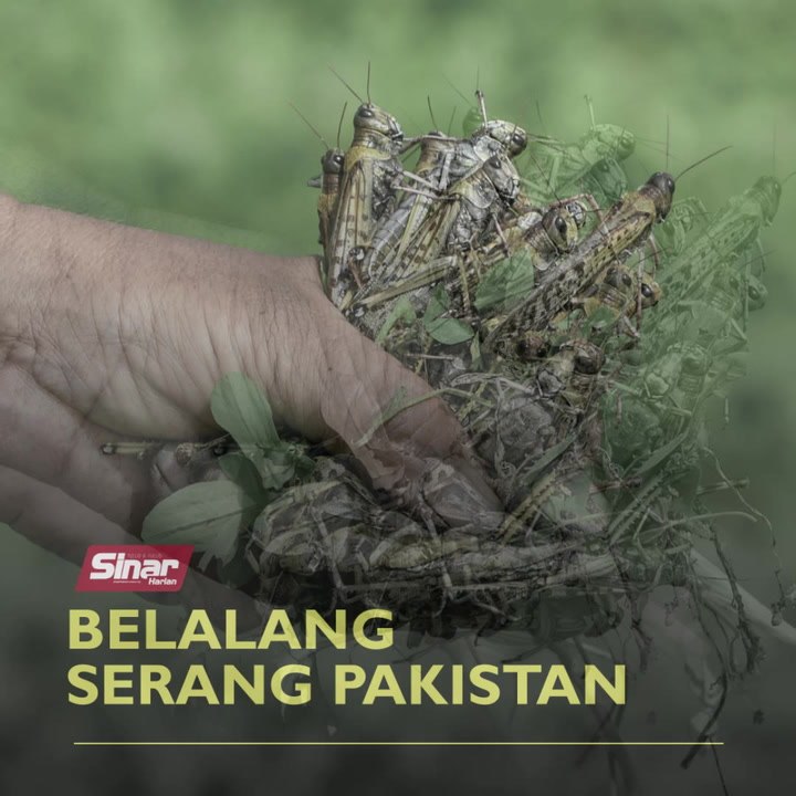 Belalang serang Pakistan