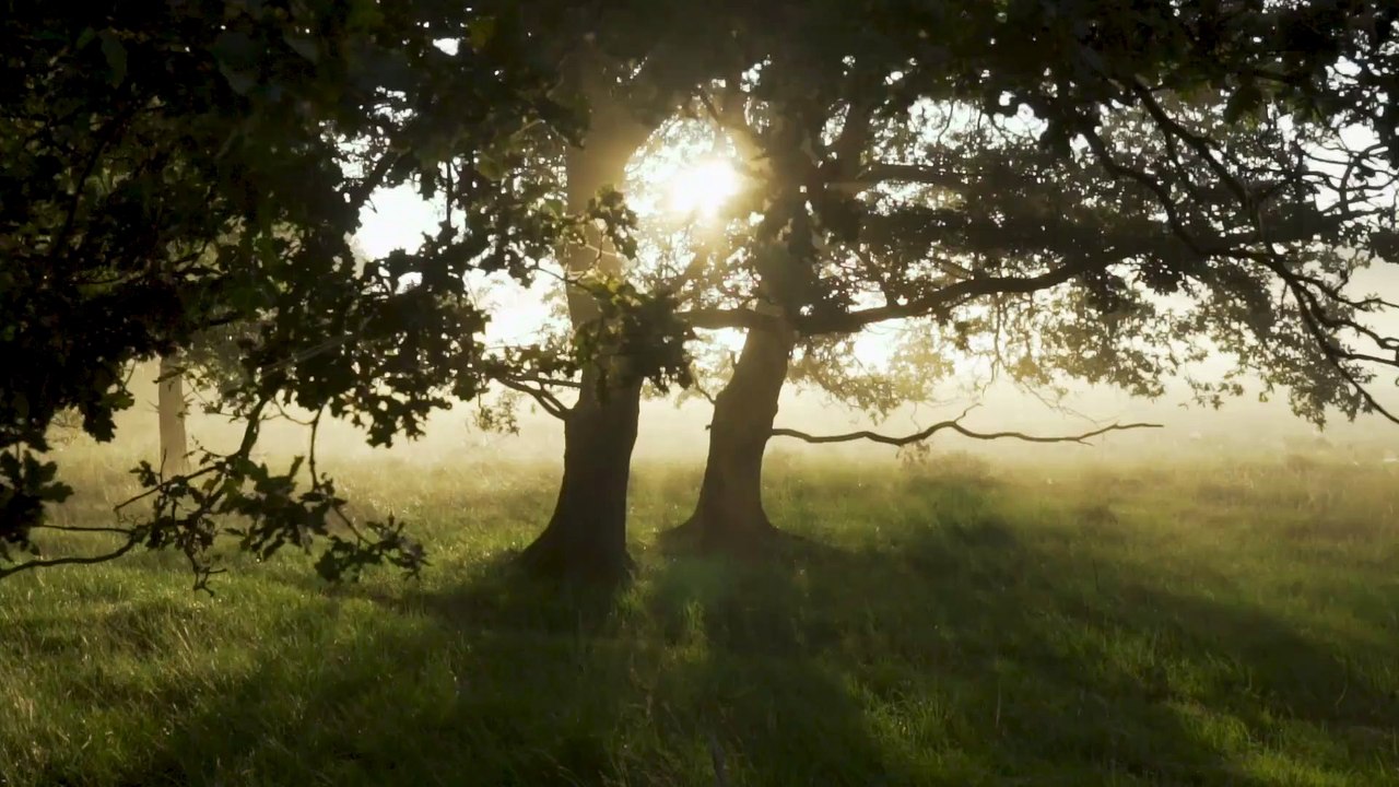 Sunny Forest