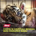 Covid si harimau Bengal beri harapan baru