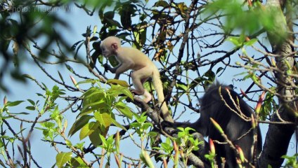 Descubren una nueva especie de primate en Birmania
