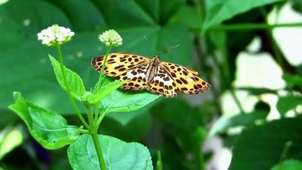 Beautiful Butterflies