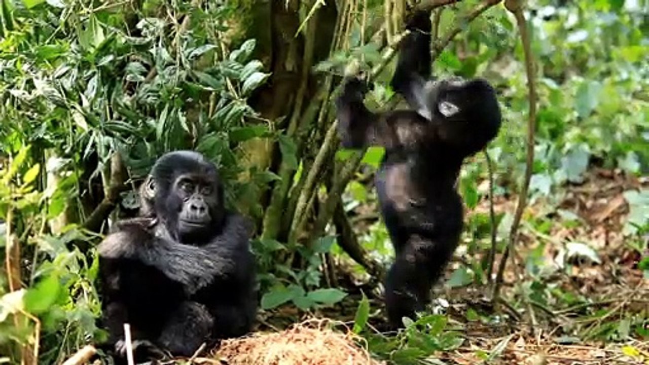 Monkeys