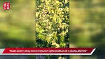 CHP'li Sarıbal: 'Ağaç dikeceğiz' diye endemik bitkileri ve ağaçları söktüler