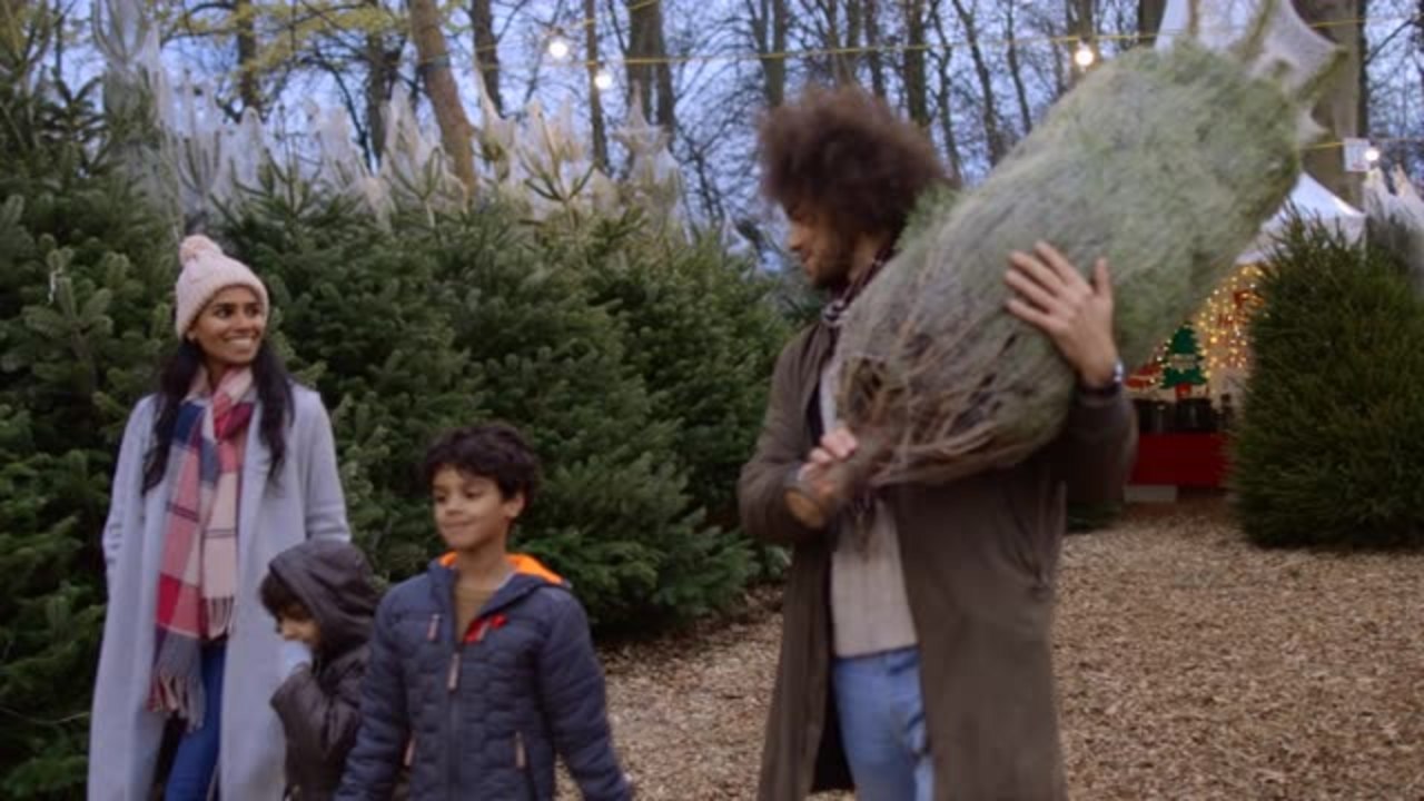 How to Choose the Best Live Christmas Tree
