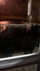 Huge Black Bear Greets Human at the Door