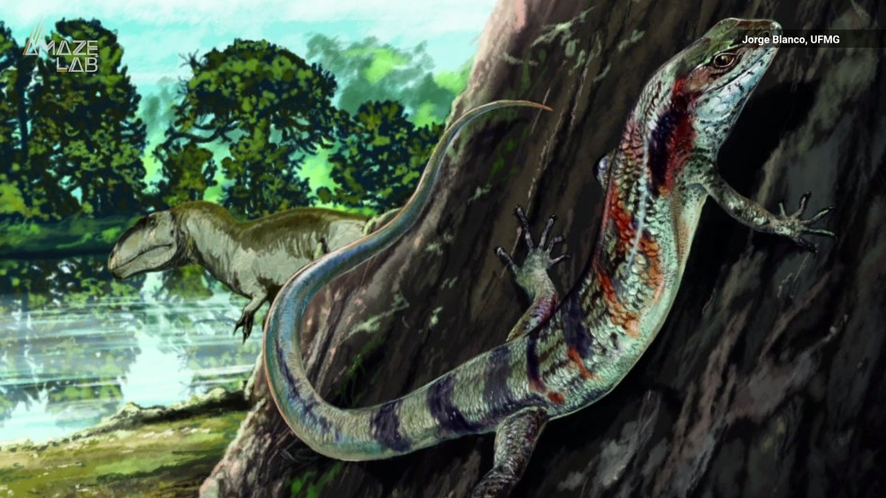 The Oldest South American Fossil Lizard Jaw Found in Brazil - video ...