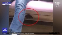 [이슈톡] 여객기 안 대형 쥐 발견…좌석 밑 이동