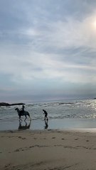 Horse Gives Skimboarder a Helping Hoof