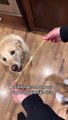 Doggy Confused on How to Eat A Noodle