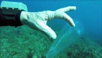 Diver Finds Jelly-Like Species while Diving in Gozo