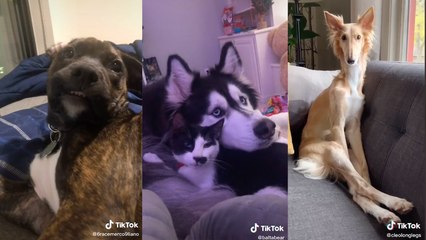 These Dogs Just Want To Be Appreciated