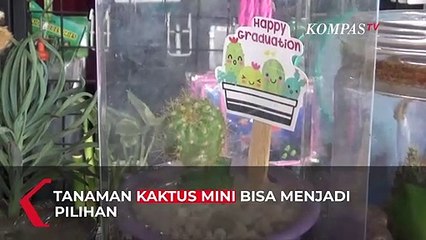 Bingung Pilih Kado? Kaktus Mini Bisa Jadi Pilihan