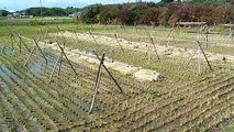 Old Style Rice Field Goings On in Japan