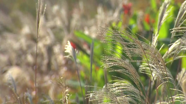 [날씨] 맑고 선선한 가을, 대기 건조...중서부 초미세먼지 / YTN