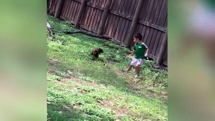 590. Funniest Pets & Animals of the Week Compilation September 2018 _ Funny Pet Videos