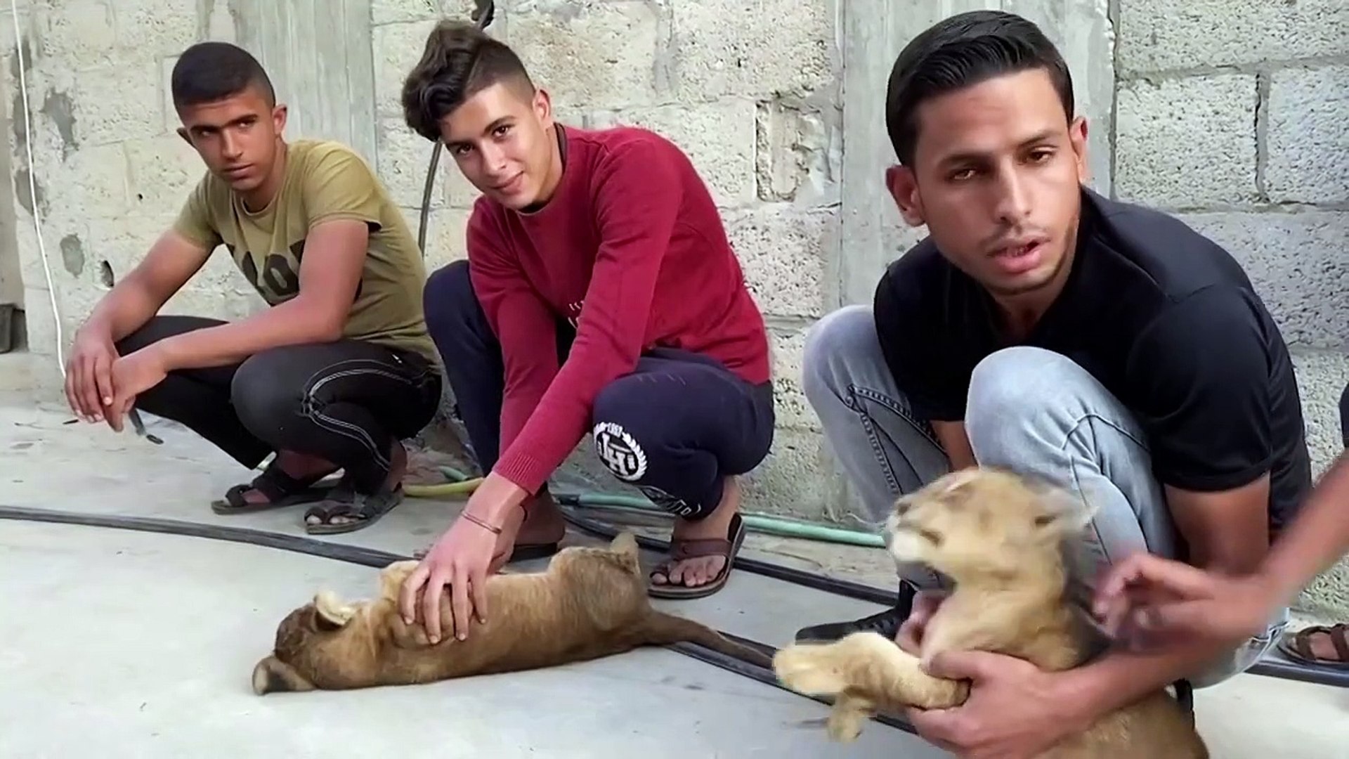 ⁣Lion cubs raised as pets on Gaza rooftop