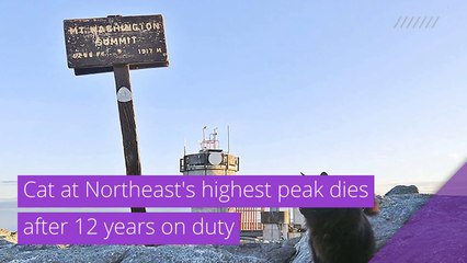 Cat at Northeast's highest peak dies after 12 years on duty, and other top stories in strange news from November 12, 2020.