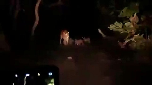 दुधवा के जंगलों से आई खुशखबरी, 4 शावकों के साथ बाघिन देखी गई